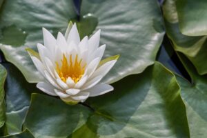 lotus, flower, flower wallpaper, pond, aquatic plant, spa, meditation, nature, beautiful flowers, lotus, spa, flower background, spa, meditation, meditation, meditation, meditation, meditation